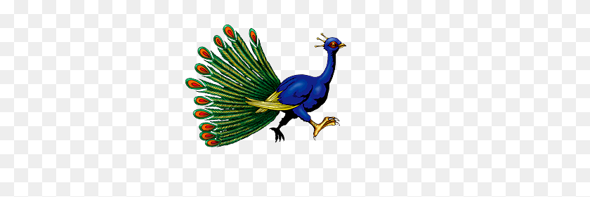 322x221 Peacock PNG
