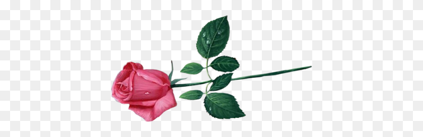 400x212 Png Розовая Роза