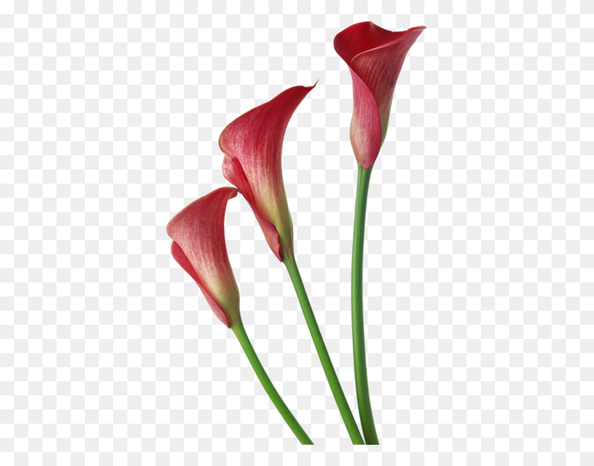 369x600 Real Flowers PNG