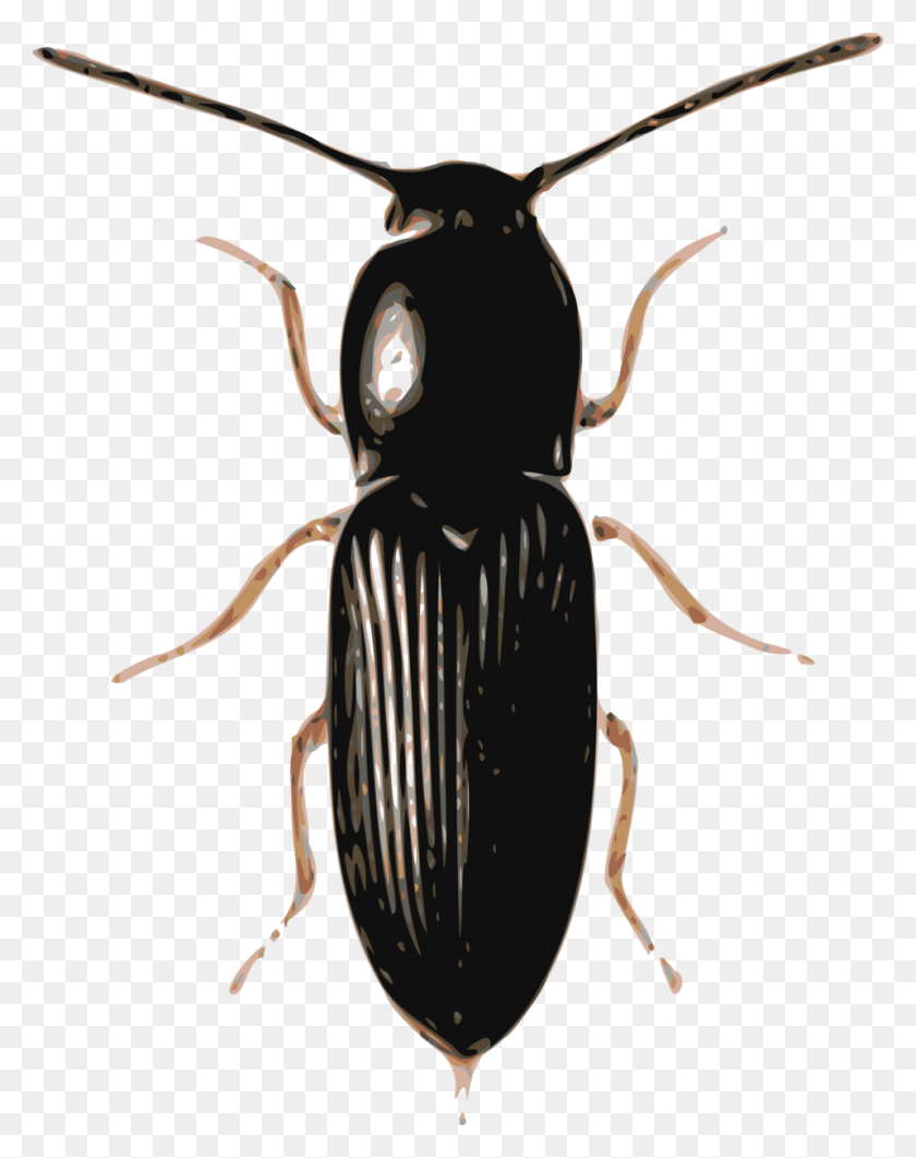 958x1230 Scarab Beetle Clipart