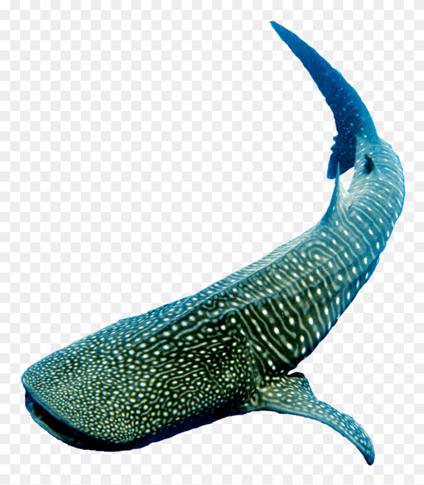 1523x1760 Whale Shark PNG