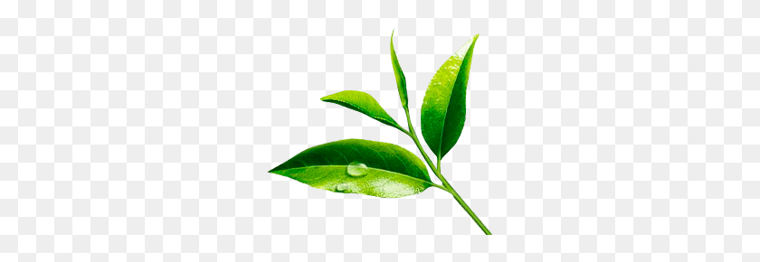 250x230 Tea Leaf PNG