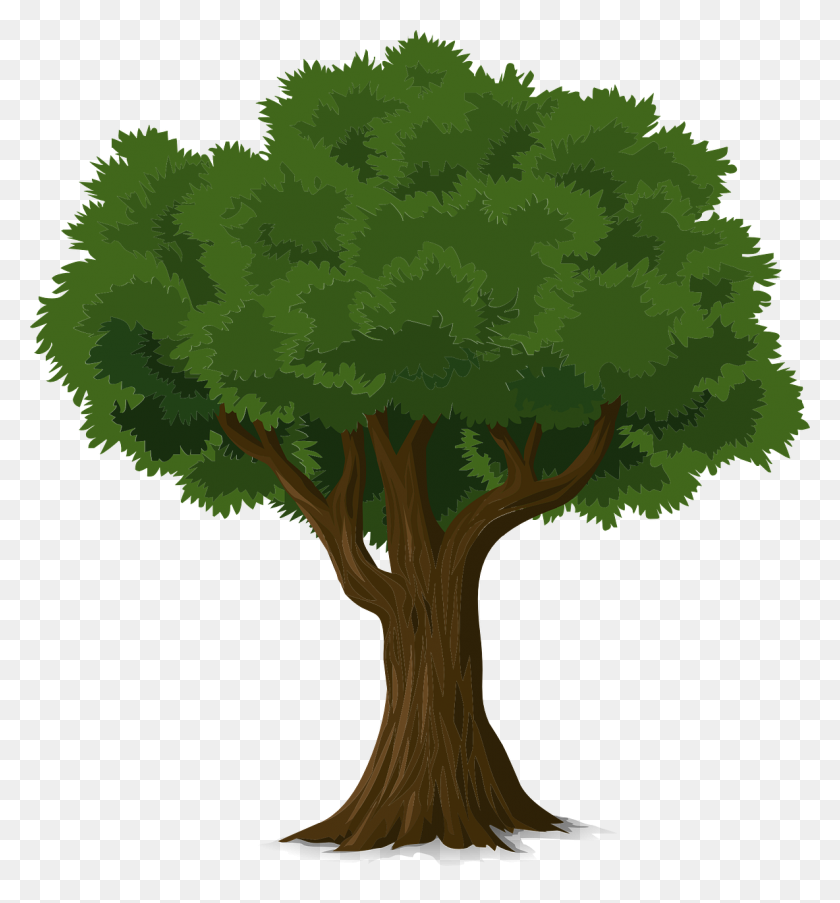 1184x1280 Tree Illustration PNG