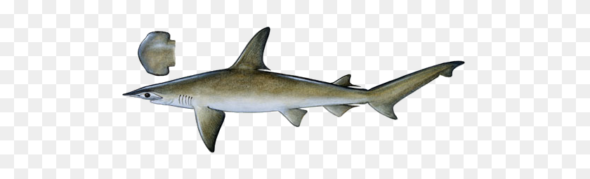 500x195 Trout PNG