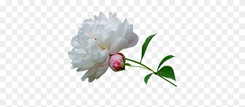 400x306 White Flower PNG