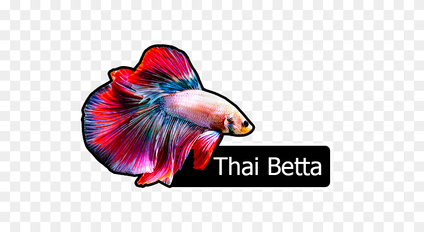 600x400 Betta Fish PNG