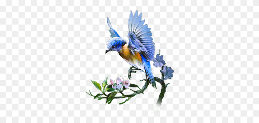 290x341 Blue Bird PNG