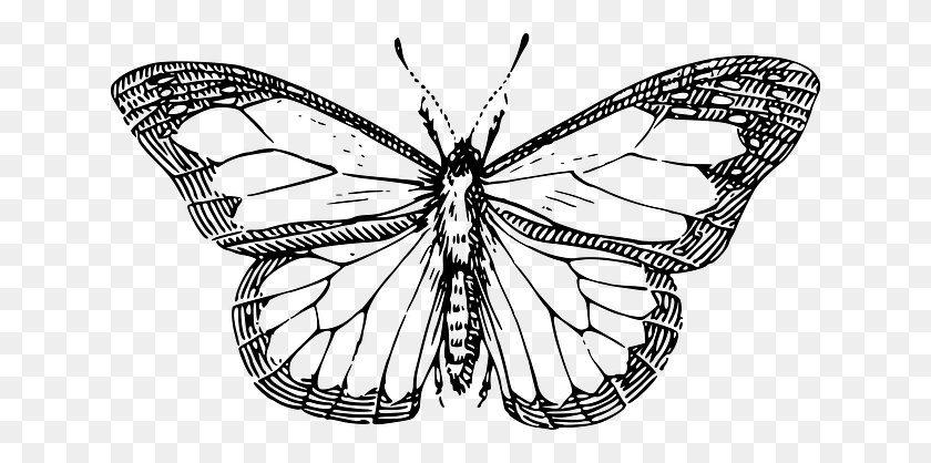 640x358 Butterfly Wings Clipart