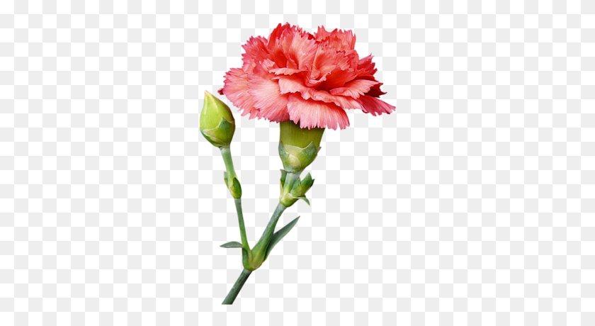 280x400 Carnation PNG