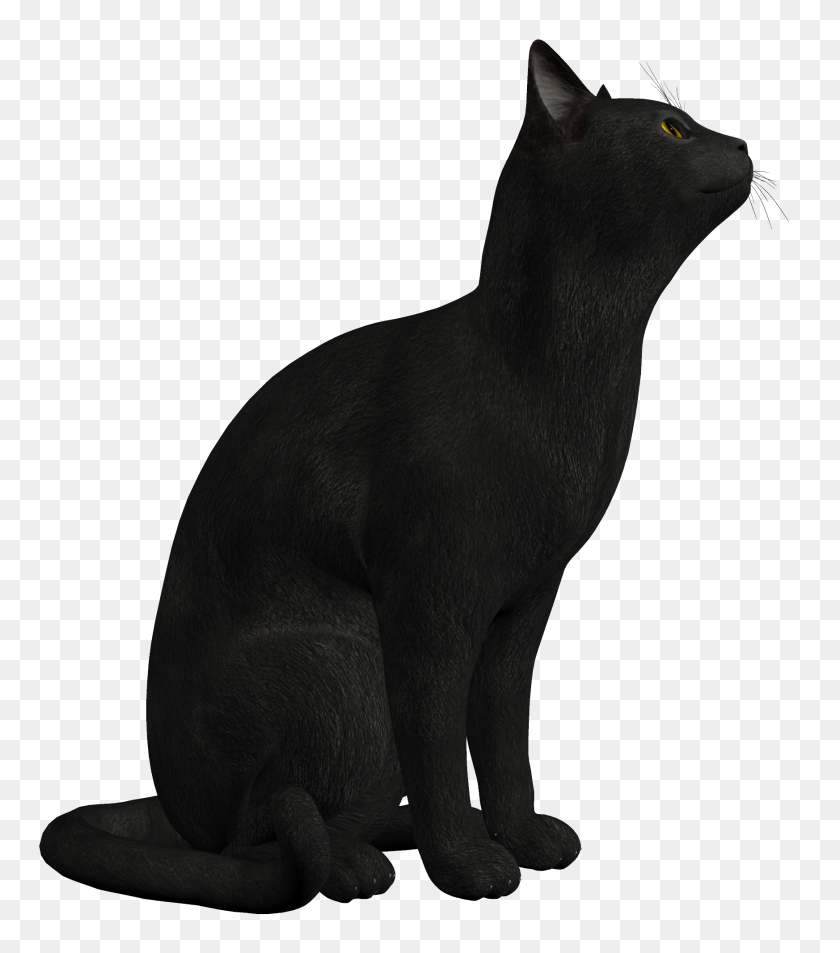 1745x2000 Gato Png