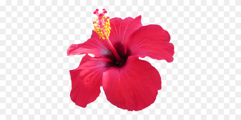 378x359 Hibiscus Flower PNG