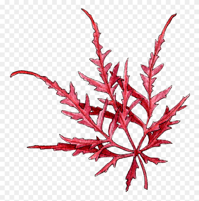 768x785 Japanese Maple PNG