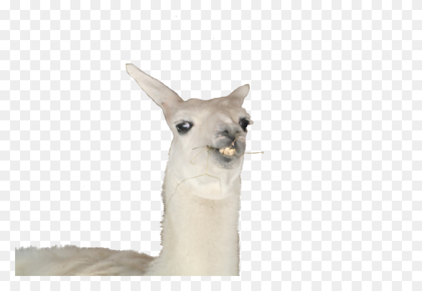 900x600 Llama Png