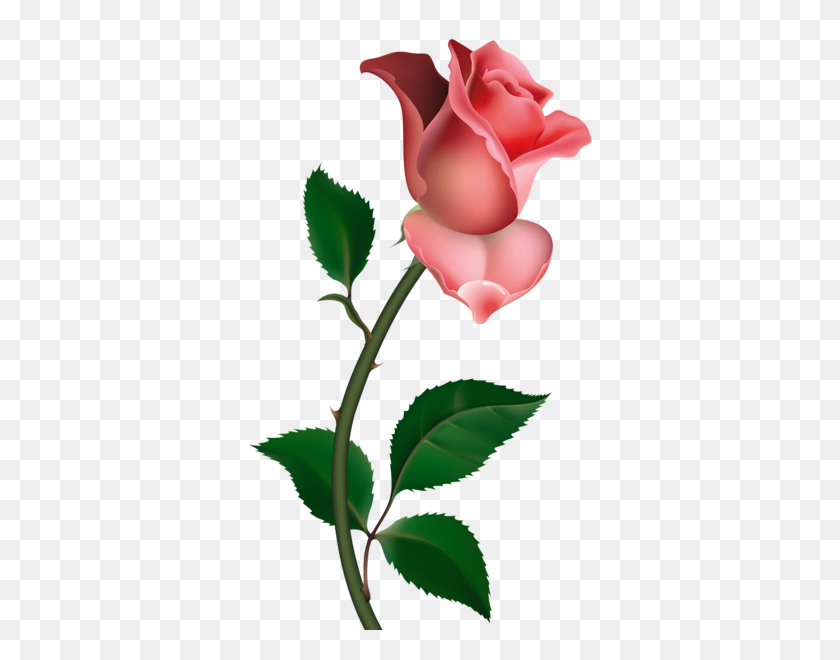 364x600 A Cliparts Fleurs Rose, Clip Art - Blush Flower Clipart