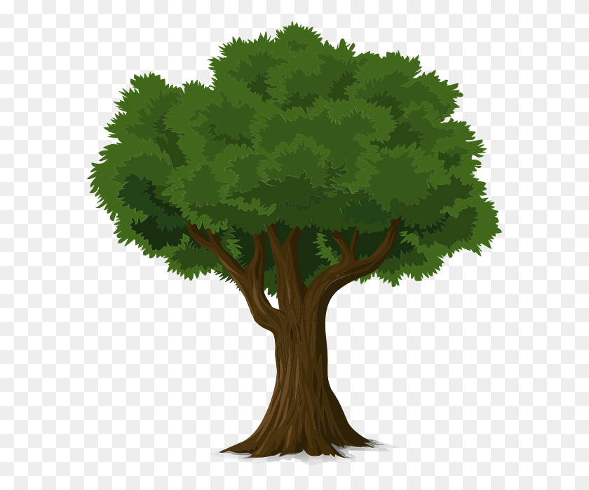 592x640 A Dying Tree Png Transparent A Dying Tree Images - Oak Tree PNG
