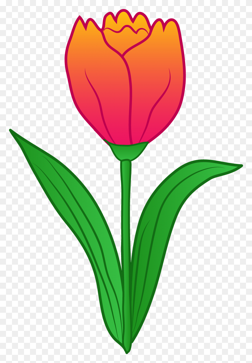 4024x5921 A Simple Drawing Of Peony Tulip Coloring - Peony Flower Clipart