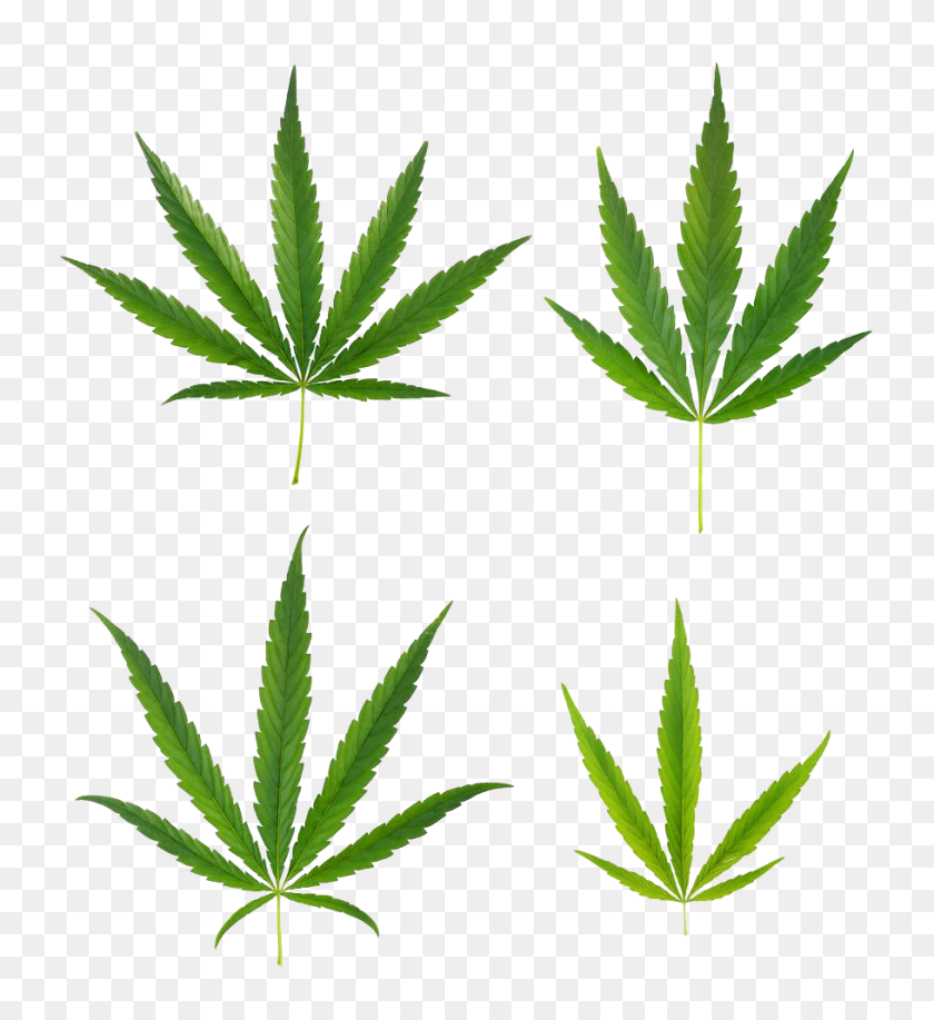 910x1000 A Variety Of Cannabis Leaves Png - Cannabis PNG