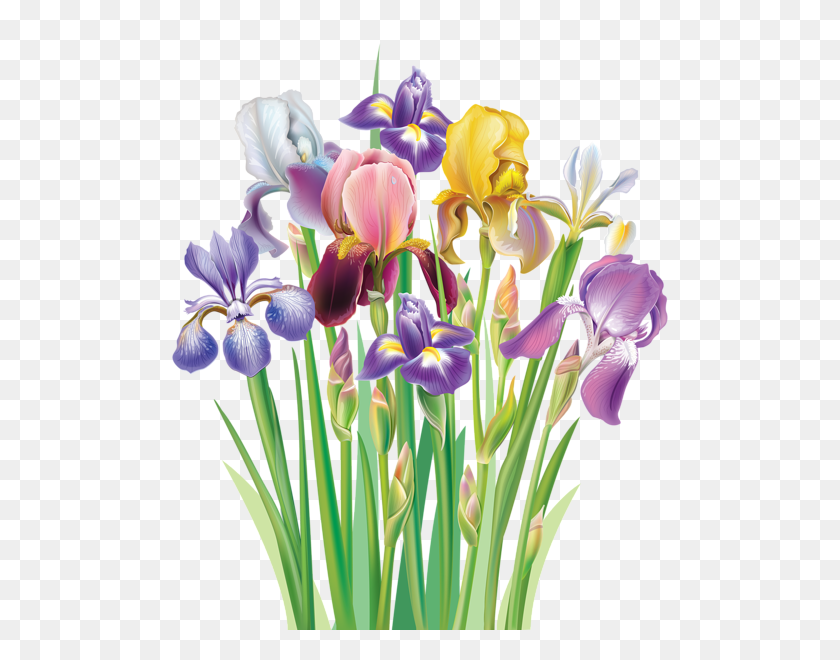 508x600 Aa Flores Clipart - Iris Flower Clipart
