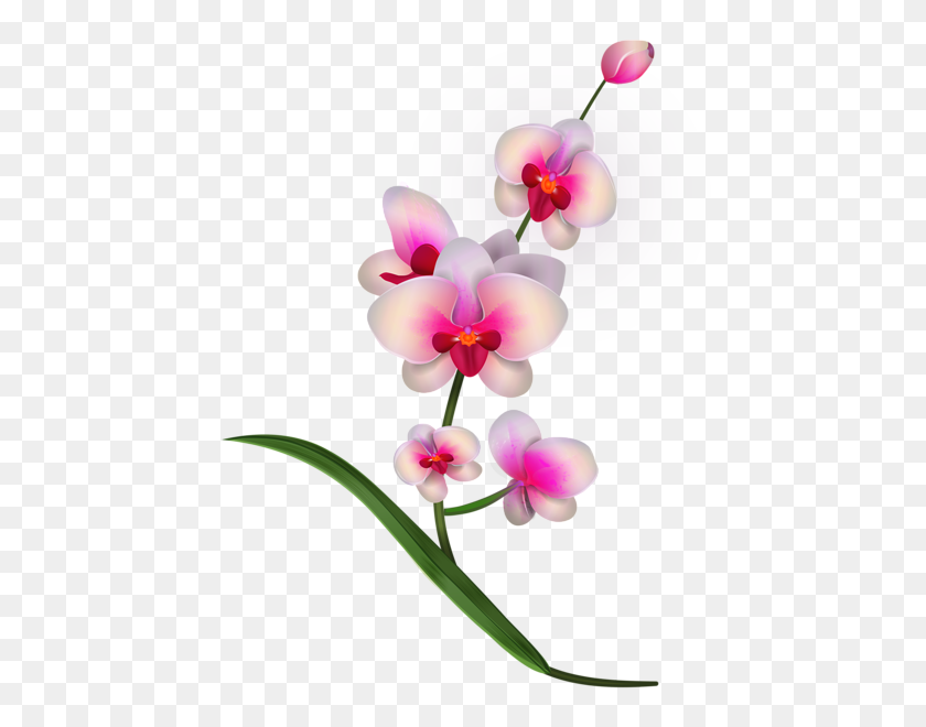 456x600 Aa Flores Flores - Orquídeas Png