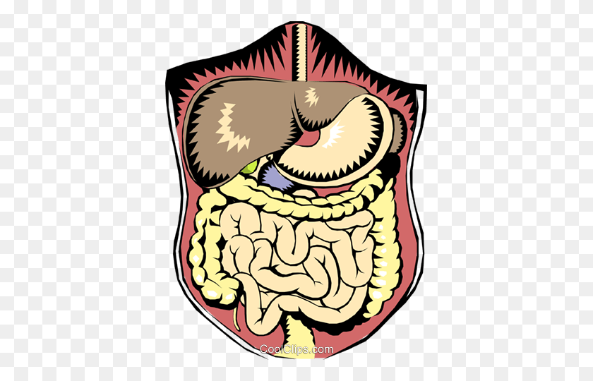 371x480 Abdominal Digestive Organs Royalty Free Vector Clip Art - Shout Clipart