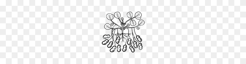 160x160 Арахисовое Растение С Арахисом Картинки Abeka - Арахисовый Клипарт Черно-Белый