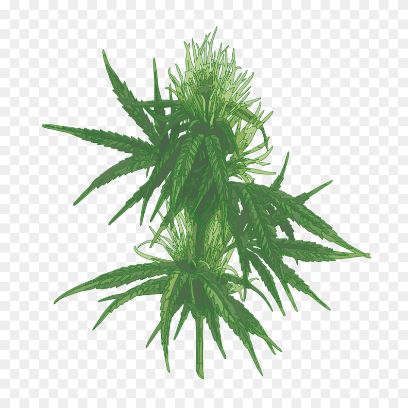 900x900 Acerca De La Planta De Cannabis Clinica Verde Pr - Planta De Marihuana Png