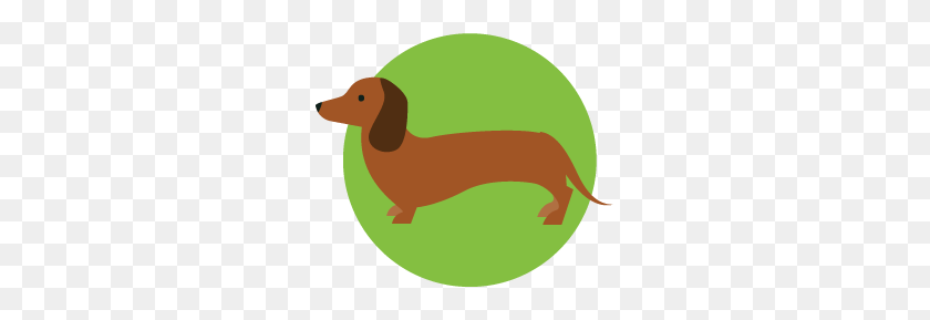 269x229 About Dachshunds - Dachshund PNG