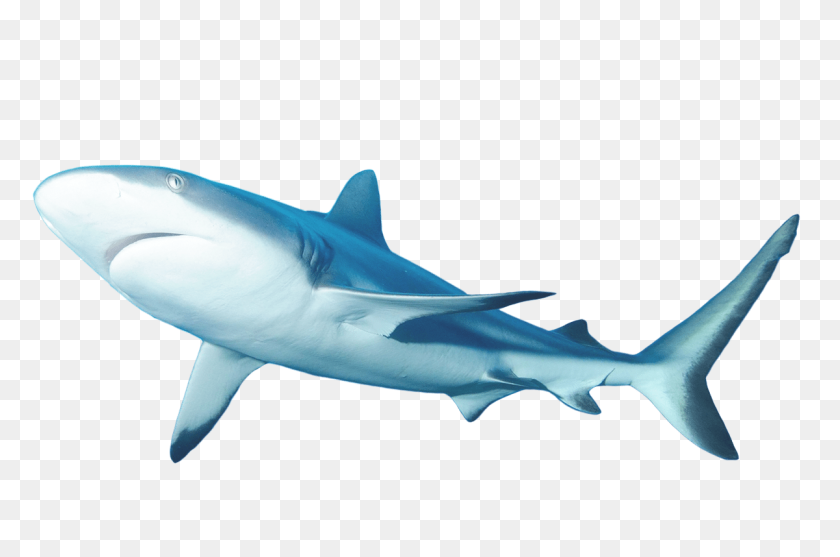 1200x766 About Lemonshark - Great White Shark PNG