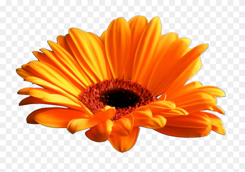 900x612 About Us - Marigold PNG