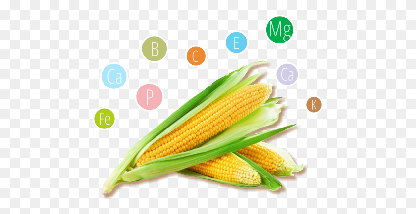 466x373 About Us Gluten Free Corn Tubes Balila - Corn On The Cob PNG