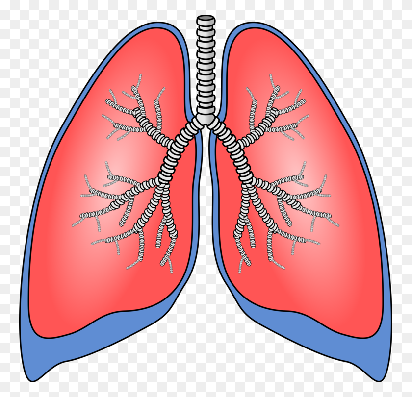 761x750 About Your Lungs Respiratory System Human Body Breathing Free - Respiration Clipart