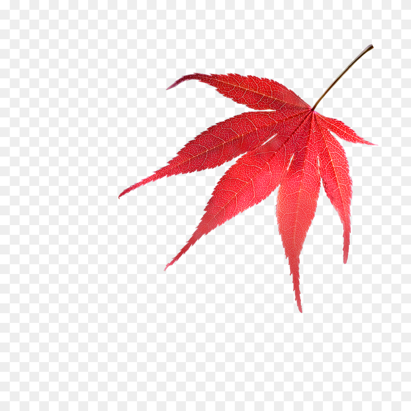 1024x1024 Acers To Grow - Japanese Maple PNG
