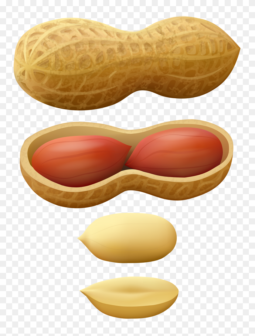 3508x4714 Acorn Clipart Nut Seed - Acorn Clipart PNG