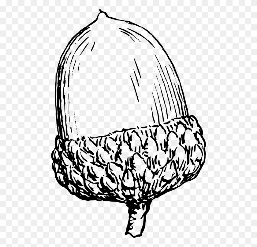 506x750 Acorn Drawing Download Computer Icons Nut - Peanut Free Clipart