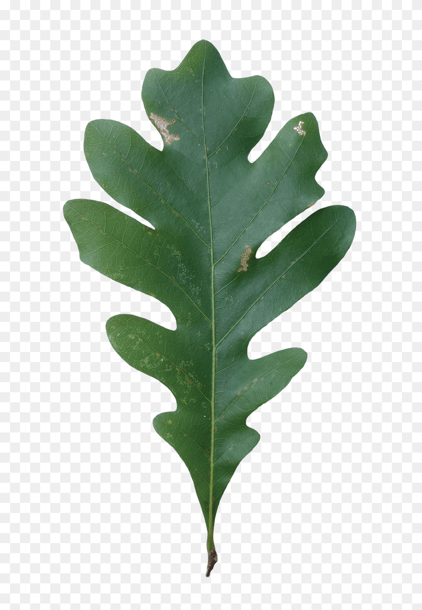 650x1153 Acorn Leaf Png Transparent Images - Oak Leaf PNG