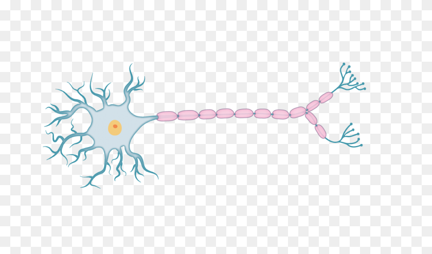 1134x632 Experimentos De Potencial De Acción - Neuronas Png