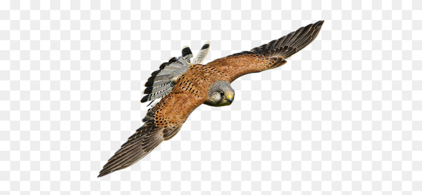 459x328 Activity Raptor Day - Falcon PNG