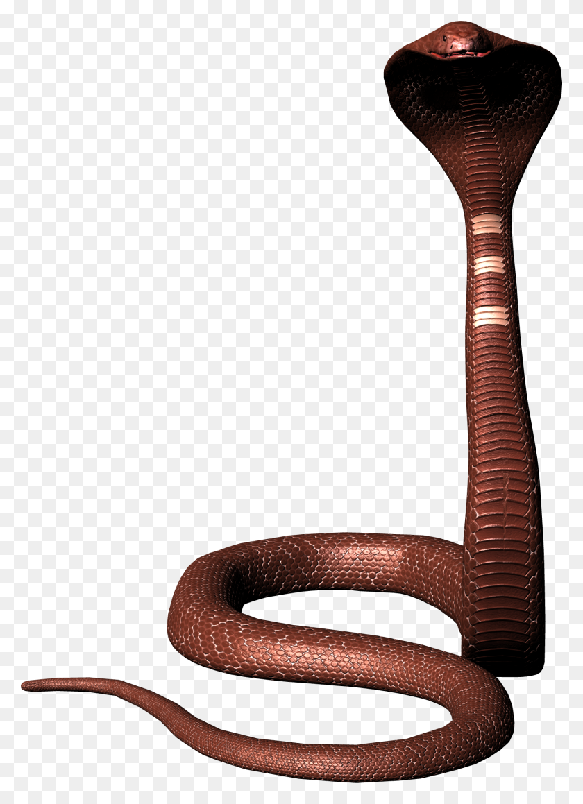 1666x2348 Adobe Photoshop Snake - Snake Head PNG
