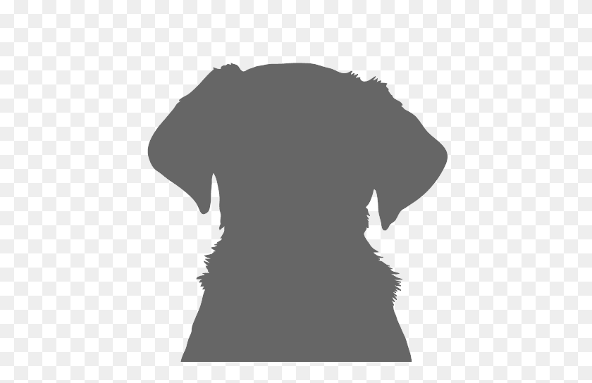 484x484 Adoptar Un Perro Harry, Pug Dogs Trust - Cara Pug Png