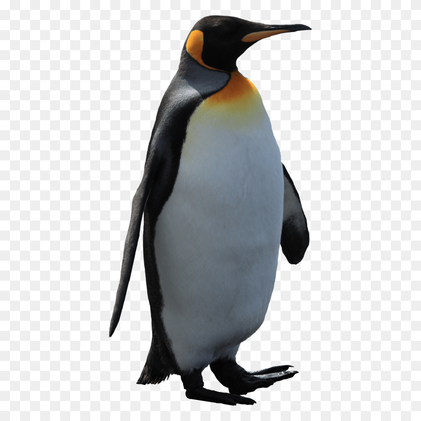 2526x2526 Pingüino Png