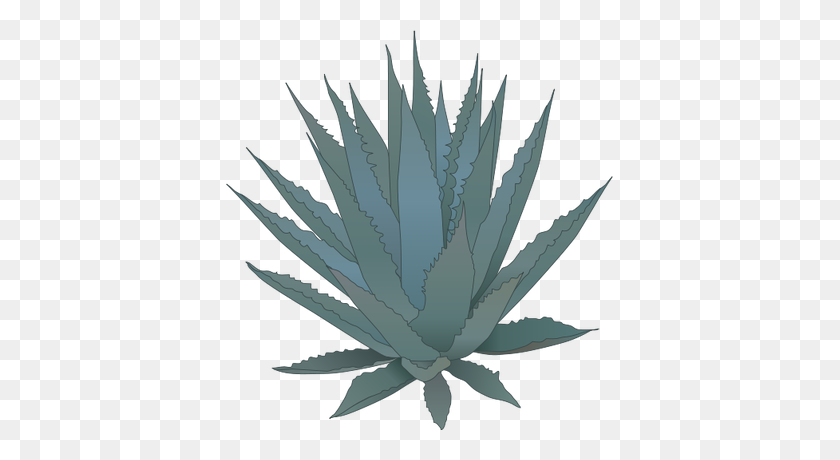 387x400 Agave Png Transparent Agave Images - Agave PNG