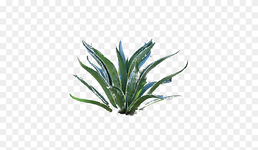 600x429 Agave Press - Agave PNG