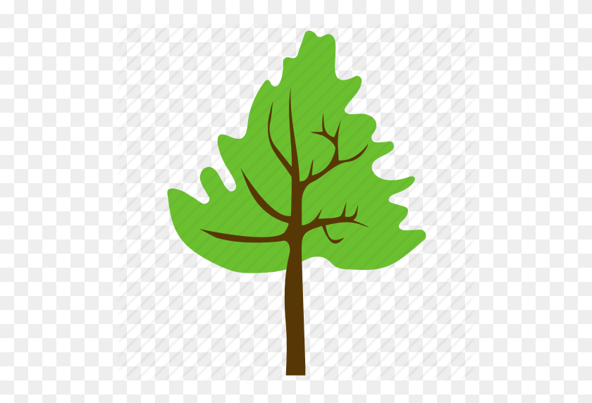 512x512 Agriculture, Broad Leaves Tree, Cedar Tree, Cedar Wood, Forest - Forest Trees PNG