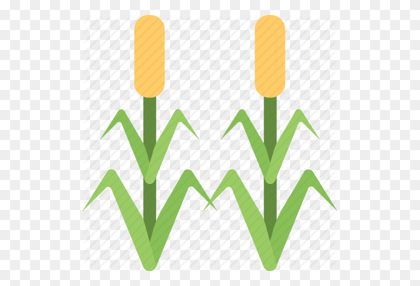 512x512 Agriculture, Corn Field, Corn Trees, Farming, Maize, Organic - Agriculture PNG