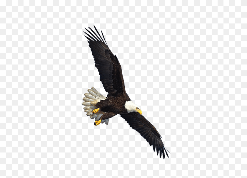 589x547 Aguila Volando Png Transparente - Aguila Png