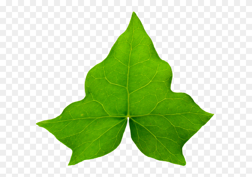 600x531 Aka Ivy Leaf Png - Aka Clipart