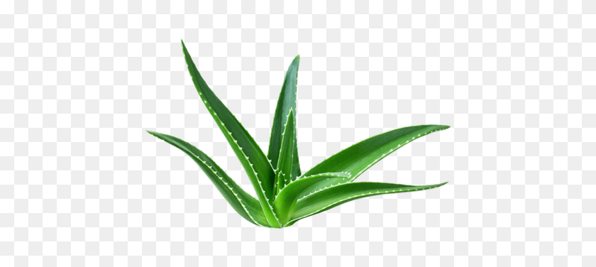 435x316 All About Aloe - Aloe PNG