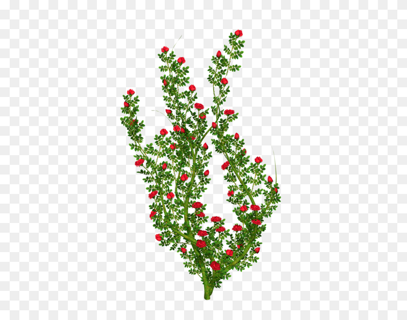 360x600 All New All Free All Png - Flower Bush PNG