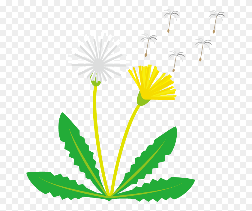 664x644 Allergies - Weed Clipart