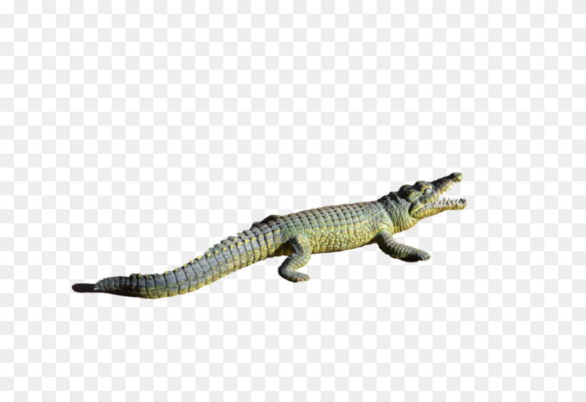 1024x678 Alligator Transparent Png - Alligator PNG